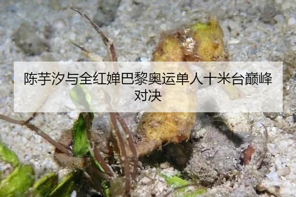 陈芋汐与全红婵巴黎奥运单人十米台巅峰对决