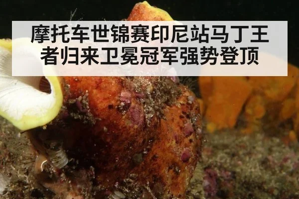 摩托车世锦赛印尼站马丁王者归来卫冕冠军强势登顶